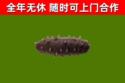 犍为县烟酒回收干海参.jpg